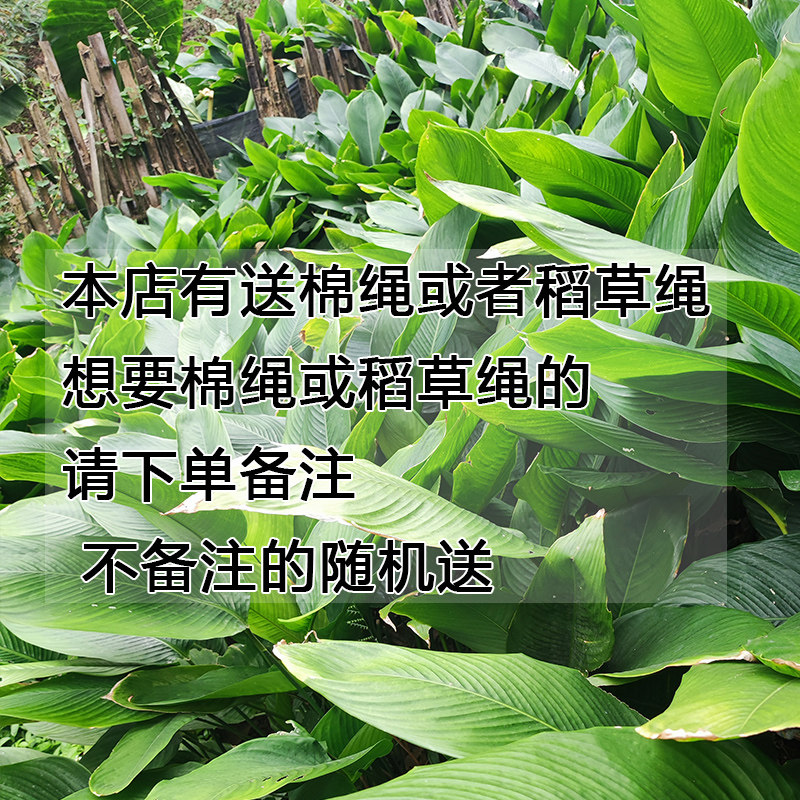 广西粽叶:新鲜大叶柊叶,包出正宗广西风味粽子!🌿🍃-粽叶-淘宝百科网