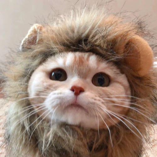 Кошачья голова, голова, смешная голова льва, голова, голова, котенок котт кот кот кот, английская шляпа, домашняя, милая трансформация