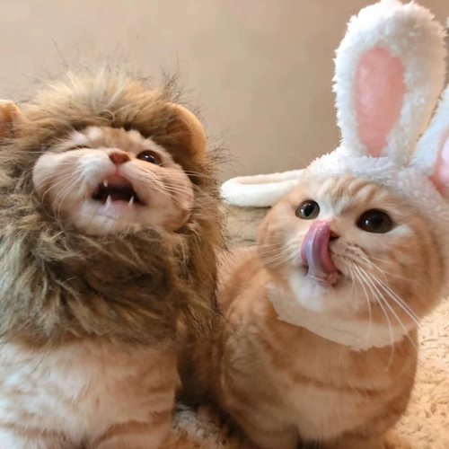 Кошачья голова, голова, смешная голова льва, голова, голова, котенок котт кот кот кот, английская шляпа, домашняя, милая трансформация