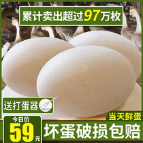 (Daily fresh eggs)Goose eggs Farm free-range lion head fresh raw hungry eggs Pregnant women extra large 12 large earth goose eggs