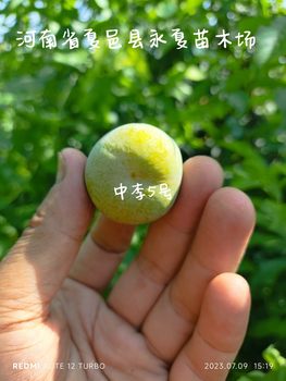 Zhongli No 5 ເບ້ຍ plum, ແນວພັນໃຫມ່ຂອງ plum grafted, ມີສີຂຽວ, ດີເລີດແລະ crispy.