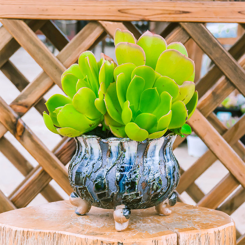 (Bang Yong Shangpin)Frog leg large burst flower pot Dongyun ebony flower pot Flow glaze large fleshy flower pot Coarse pottery