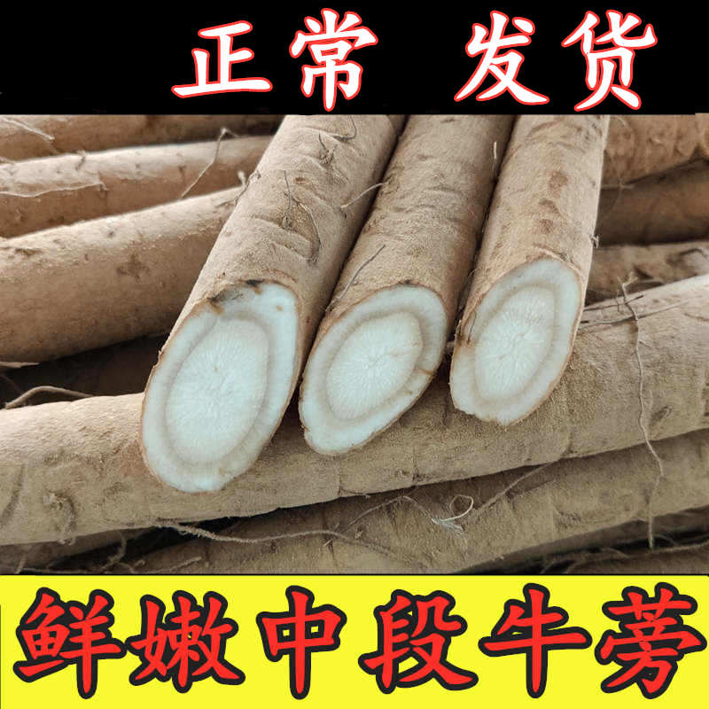 Burdock root fresh 2022 dug and washed gold super 5 catties wild farmer Xuzhou mid-section beef next to the list pound beef - Taobao