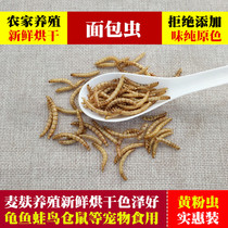 Bread worm dry 500g-50g dry yellow flour worm hamster grain with parrot fish snacks hedgehog fish bird feed turtle food