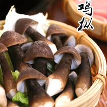 Fresh black chicken fir fungus fresh chicken 250g fresh fungus Yunnan Edible Mushroom mushroom litchi fungus