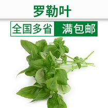 Basil leaf fresh seasoning on the day pick fresh delivery Western seasoning fresh spice 50g