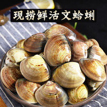 Fresh clams seafood distribution red Island fresh live clams aquatic clams sea clams live seafood steamed egg companion