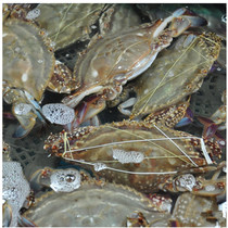 Portunus fresh seafood 500g 2-3 fresh aquatic products limited to Chengdu area