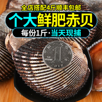 Red scallop fresh cockles 500g large red scallop wild clams 2-4 blood clams fresh