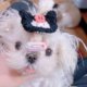 New Korean pet bb hair clip velvet hair clip Maltese Yorkshire Shih Tzu