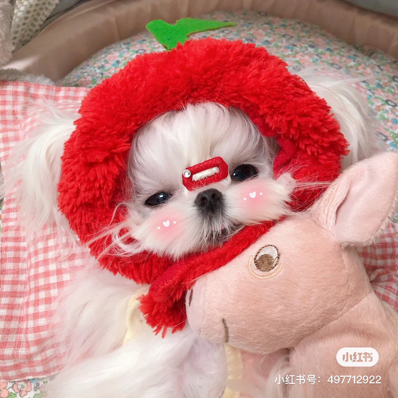 South Korea imported pet bb broken wool clip cross-dressing hat apple pineapple photo concave shape Maltese Yorkshire