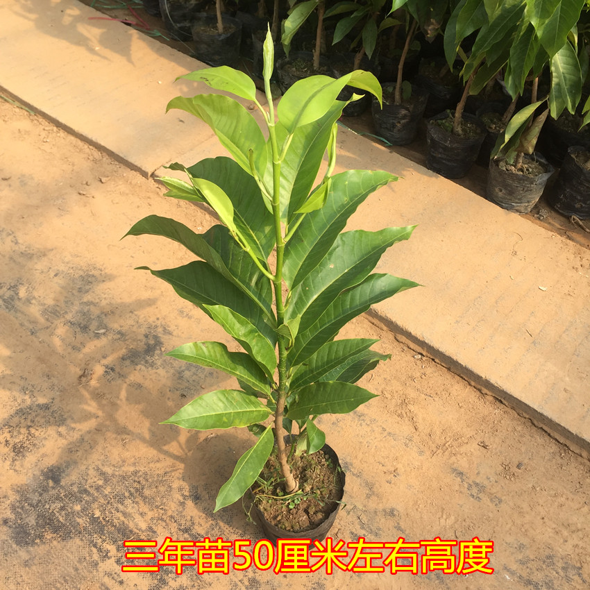 正宗白兰花苗白玉兰花树苗 白兰苗黄桷兰黄兰盆栽地栽浓香花嫁接