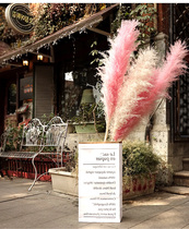 Net red shop decoration ins dried flower Pink big Reed puwei home furnishings shooting window props cafe