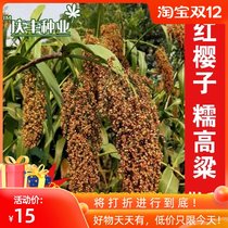 Red cherry red glutinous sorghum seed Moutai brewing raw materials high yield dwarf drought resistance high yield winemaking sorghum seed