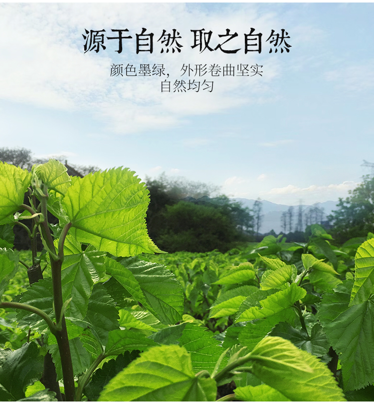 【买1送1】桑叶茶霜新鲜桑葚茶