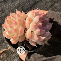 Съемка на 35-й, 10-19 5 см.