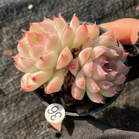 Съемка на 36-й 5-19 5 см.