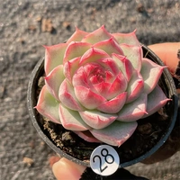 Съемка на 28-м, 10-19 5 см.