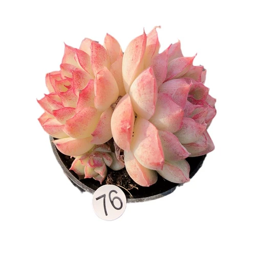 Сочные копченой королевы сочные растения Юньнана многообещают