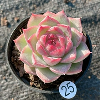 Съемка 10-19 на 25-м диаметре горшка 5 см.