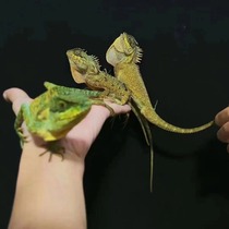 Electric model 1: 1 alpine thorns lizard toy simulation subadult body