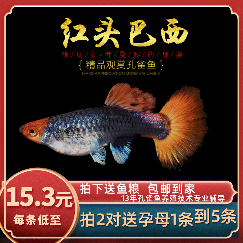 Fish Age] red head Brazilian red fan tropical ornamental pet fish Brazilian fan small fish tank live anchovies