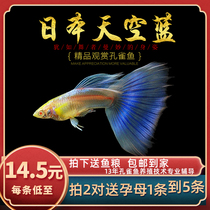  Fish era]Japan sky blue boutique guppy small tropical ornamental orchid tail dress live purebred fish