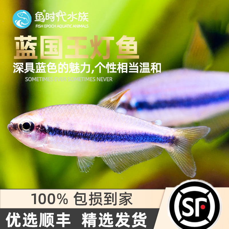 Blue King Light Tropical Lamp Koyu Water Grass Vat Group Tour Emperors King Light Blue Imperii Light King Queen Lamp Fish Living Fish