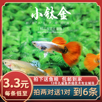  Fish Era] Small titanium red-tailed Guppy Platinum red-tailed entry-level fan-tailed guppy Small fish Live fish