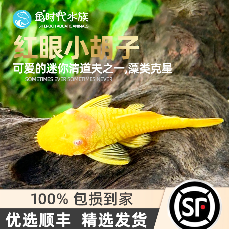 Fish era] Except algal blooms Hand Profiled Fish Red Eyes Gold Big Beard Big Sails Long Sail Angels Clean Tool Fish