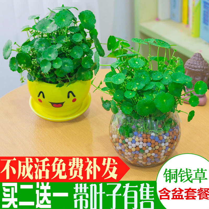 铜钱草水培土培室内桌面盆栽绿植花卉盆景防辐射金钱草盆栽植物花