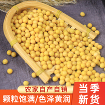 Northeast Soybean 500g Fresh farmyard Non-transgenic Heilongjiang Soybean Soybean Milk Bean Sprout Dumb Soybean Round Bean