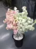 Товары от 阳光花卉