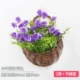 Little Lotus Blue 2 кровати (отправьте маленький баскетбол бамбука)