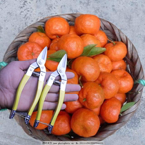 Prunes Cut Flowers Scissors Branches Cut of fruit gardening Home Citrus Orange Knife Cut Grape Special Round Head Small Mouth