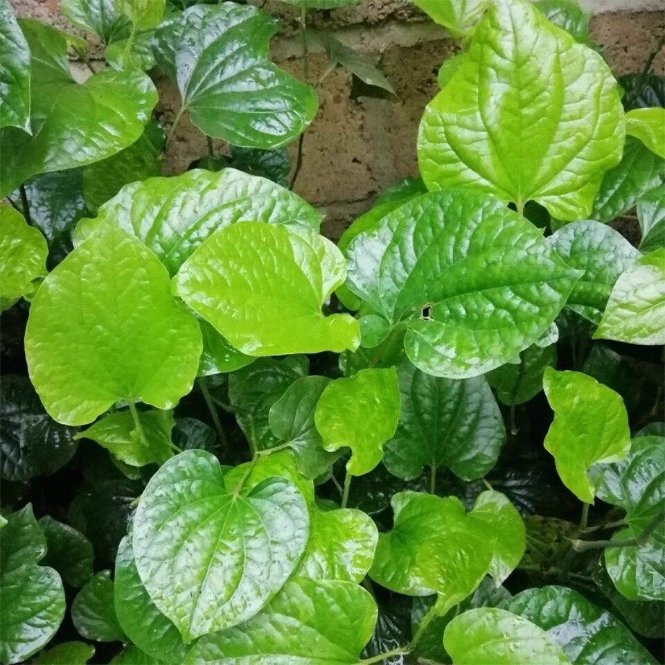 新鲜哈喽叶真的适合当野菜吃吗?聊聊海南捞叶、蛤蒌叶的食用妙招-食用花卉-淘宝百科网
