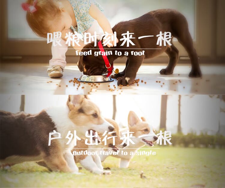 Pet dog xúc xích Husky vàng tóc Samoyed Labrador snack dog ăn ham xúc xích đào tạo 50 bánh xương chó
