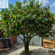Artificial Trees, Fake Trees, Lemon Trees, Mango Trees, Artificial Plants, Artificial Apple Trees, Orange Trees, Pomegranate Trees, Artificial Lemon Trees
