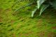 Simulated Lawn Moss Hair Transplant Stone Moss Stone Artificial Green Plant Lawn Carpet Rockery Decorative Turf Bonsai