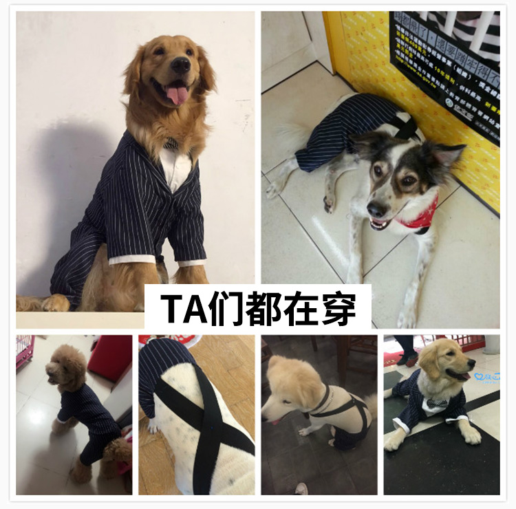 Quần áo chó lớn đẹp trai phù hợp với quần yếm chó Jin Mao Samoyed quần chó lớn quần áo chó cưng - Quần áo & phụ kiện thú cưng áo cho poodle