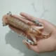 Пластиковая креветка Пипи размером 15*8*2,5 см.