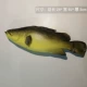 Османтус