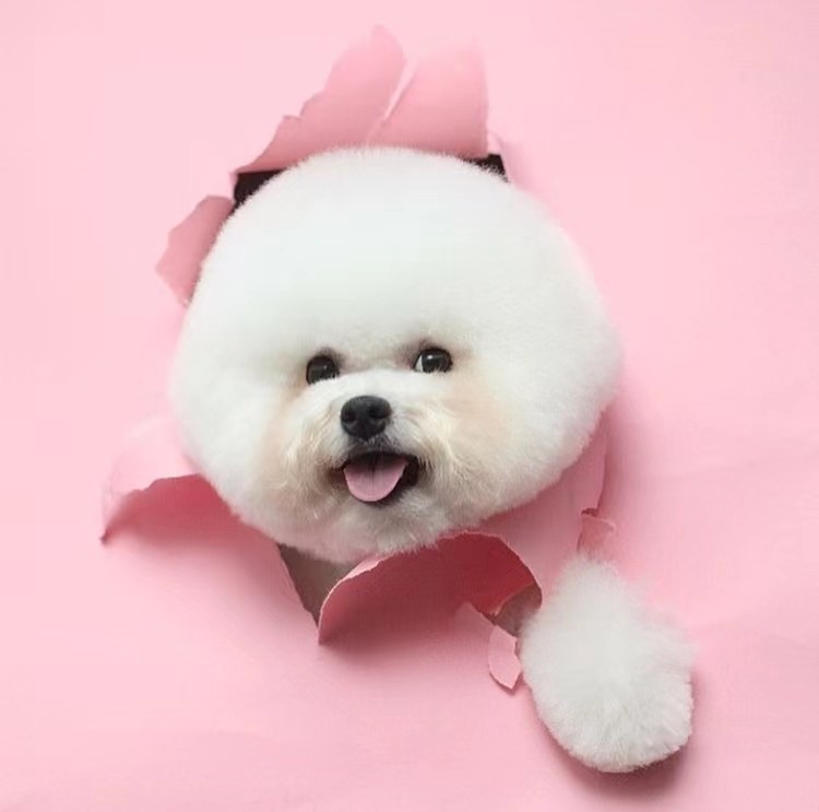 (Remind ) Live room product discount 7 o : Direct shoot : Nephi yu to find customer service change price