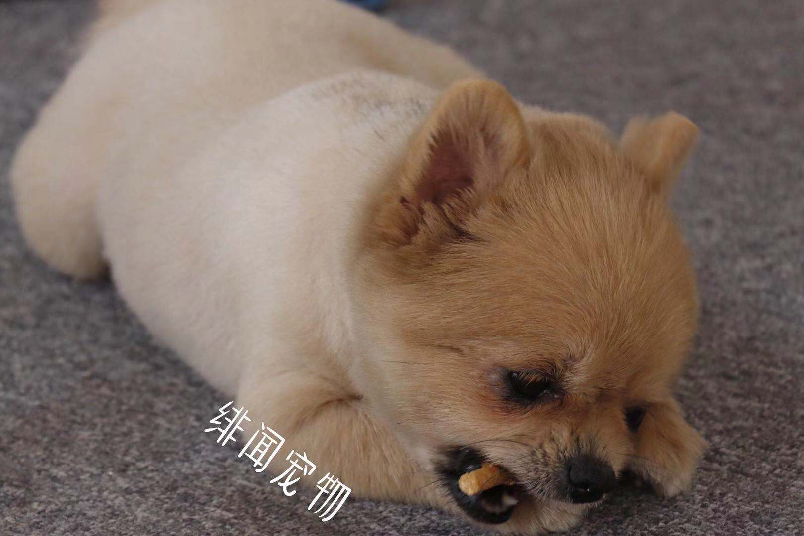 Đồ ăn nhẹ Hàn Quốc xuất khẩu siêu giá 5 inch hun khói mịn bọc da chó chó có mùi điên - Đồ ăn vặt cho chó 	những đồ ăn vặt cho chó