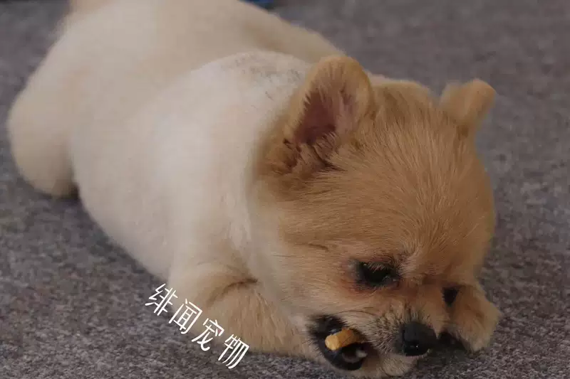 Đồ ăn nhẹ Hàn Quốc xuất khẩu siêu giá 5 inch hun khói mịn bọc da chó chó có mùi điên - Đồ ăn vặt cho chó bánh thưởng chó