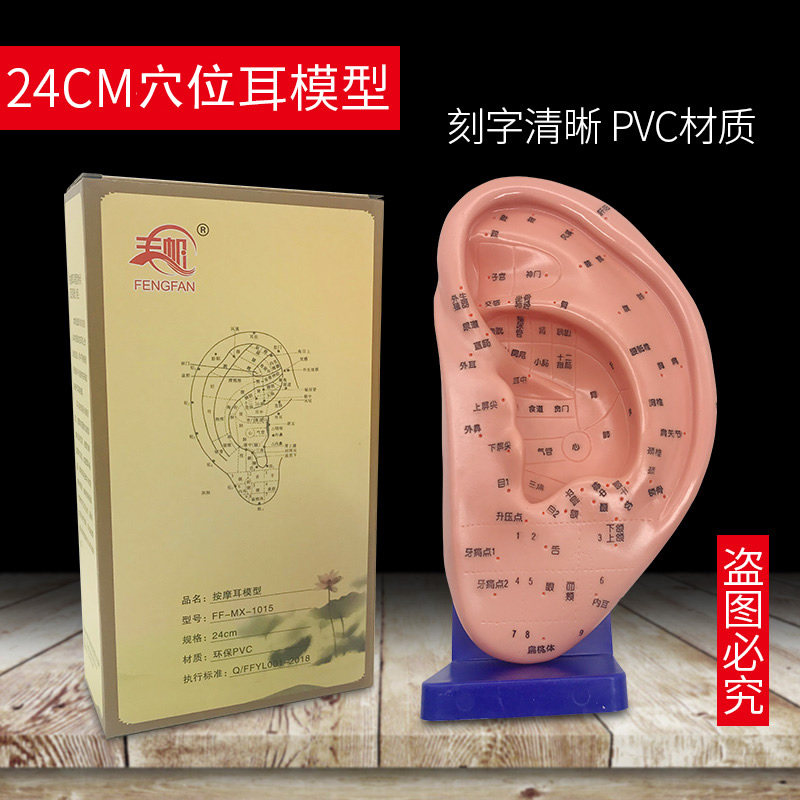 人体穴位耳模型带底座耳部针灸耳朵模具24cm耳穴教学图按摩中医用