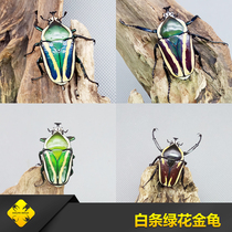 White-striped Green-flowered Beetle Various colors White-striped green-flowered Beetle Adult larvae Square insect industry-Beetle Pet