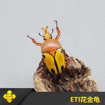 ETI Flower Beetle Adult Larva Quadrupedal Insect Industry-Beetle Pet