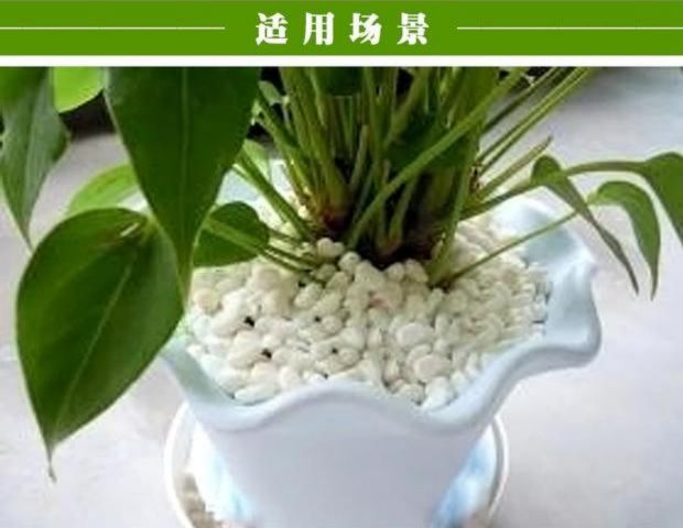 Vật tư làm vườn mọng nước lát đá trắng bể cá đá trắng nhóm nồi trắng đá cá màu trắng bể ngọc dụng cụ làm vườn thông minh