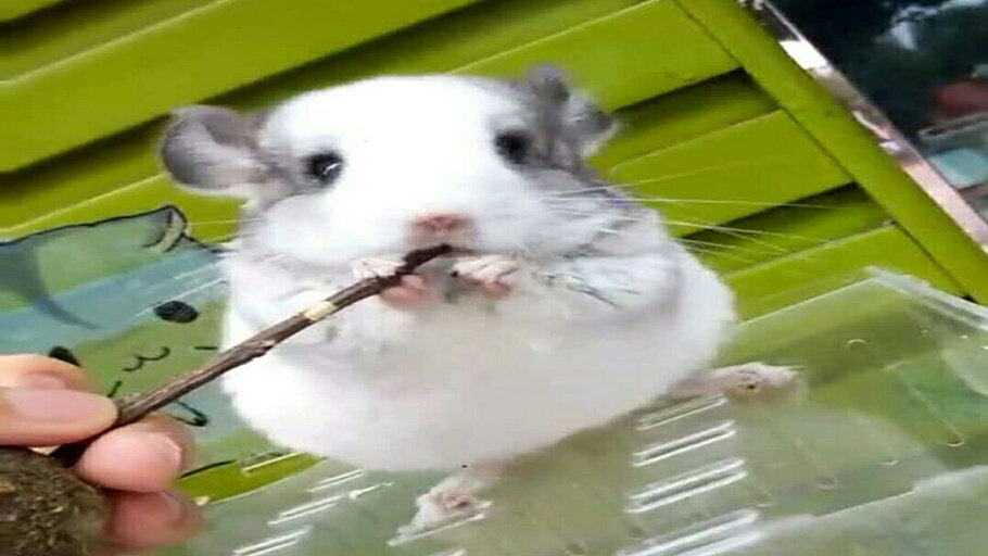 Powder White Mark Grey Bear Cat Eye Silver Spotted long Mao Longcat living set gold cub baby pet film to pick up real body shop